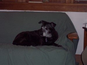 Our late dog, Cocoa. A cherished friend