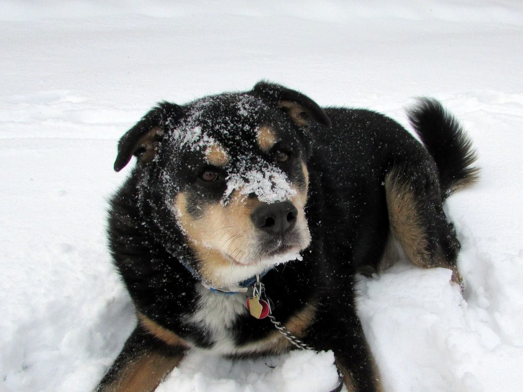 A snowy dog | Susan Manzke