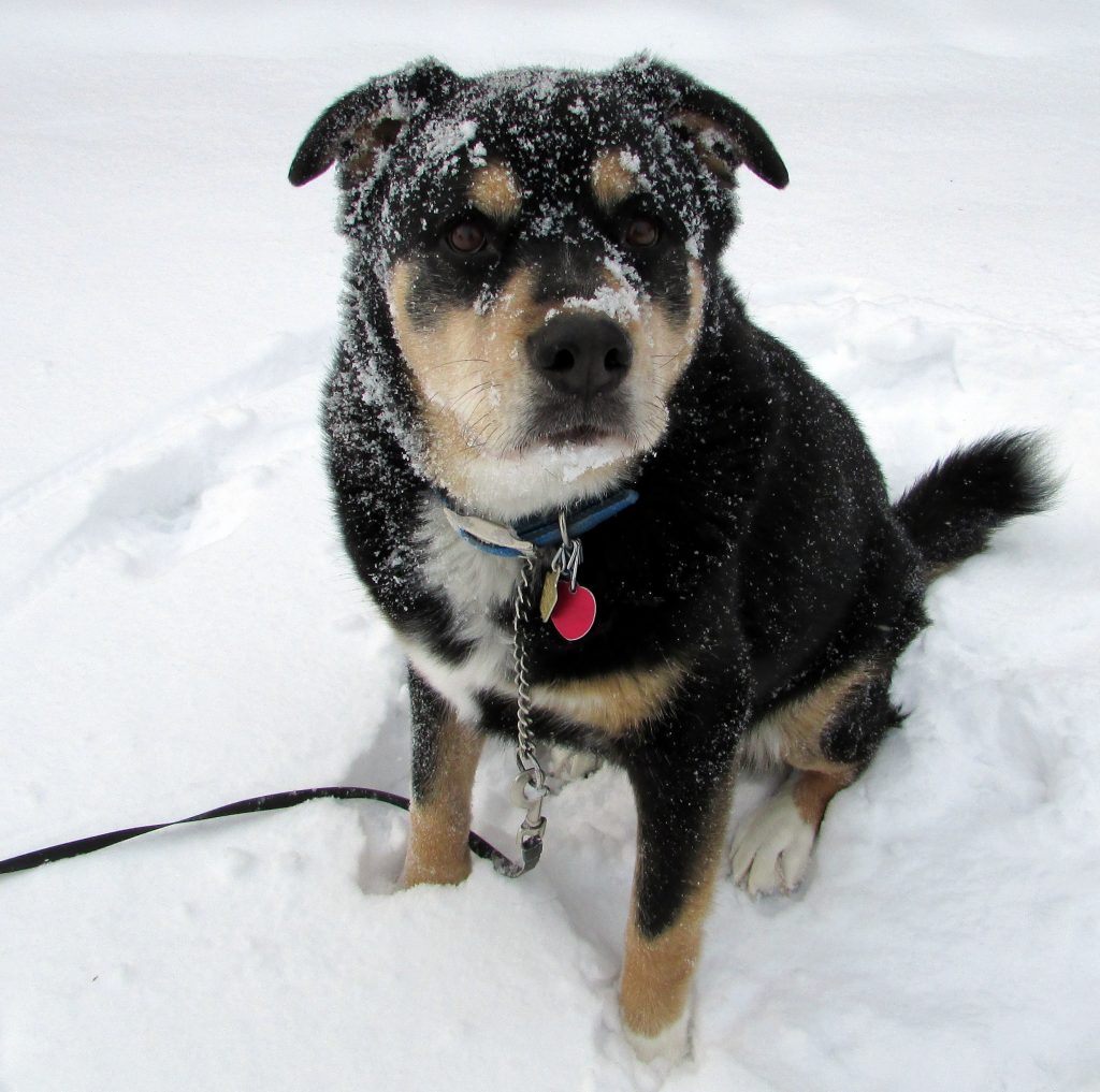 A snowy dog | Susan Manzke