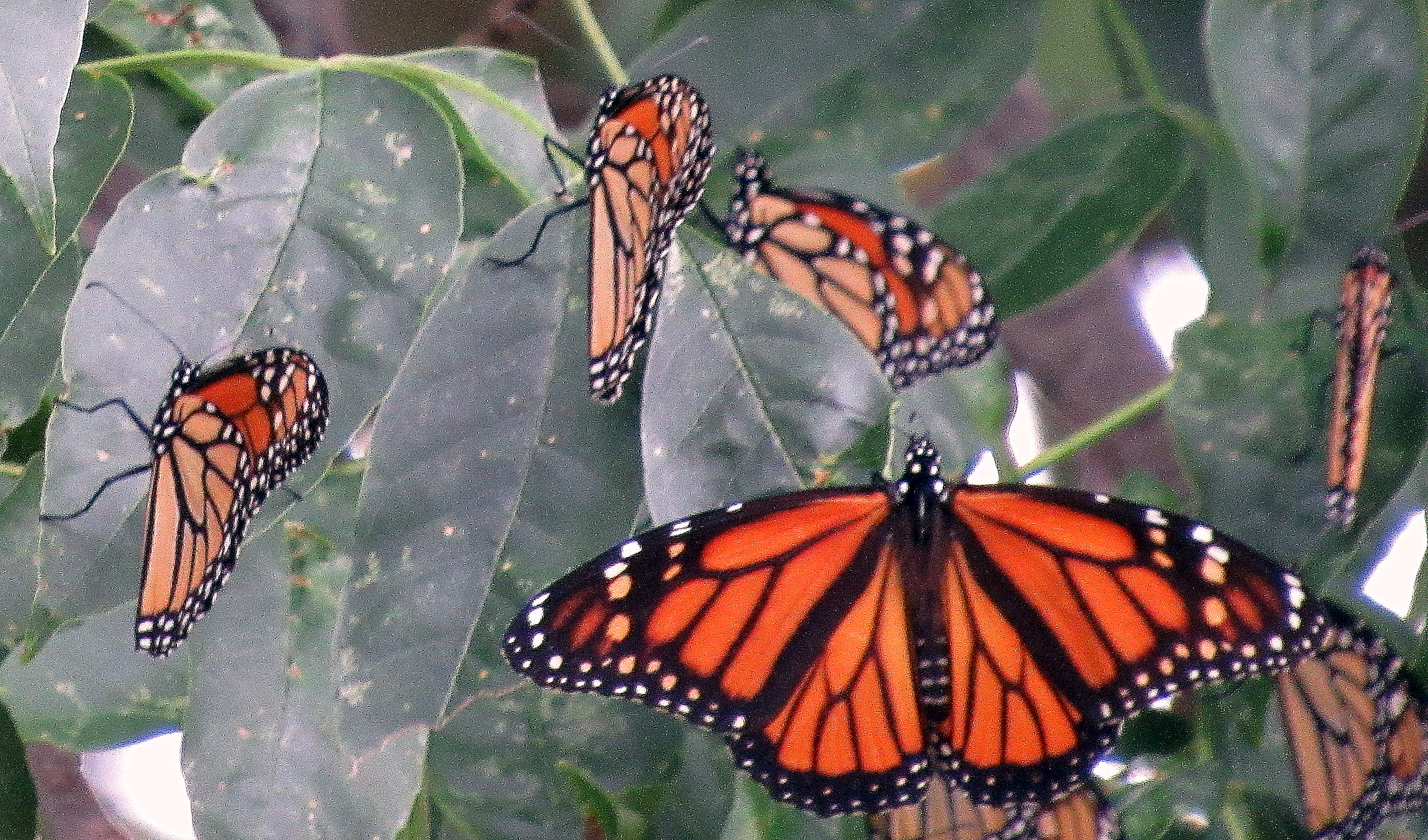 Butterflies+flutter+into+winter