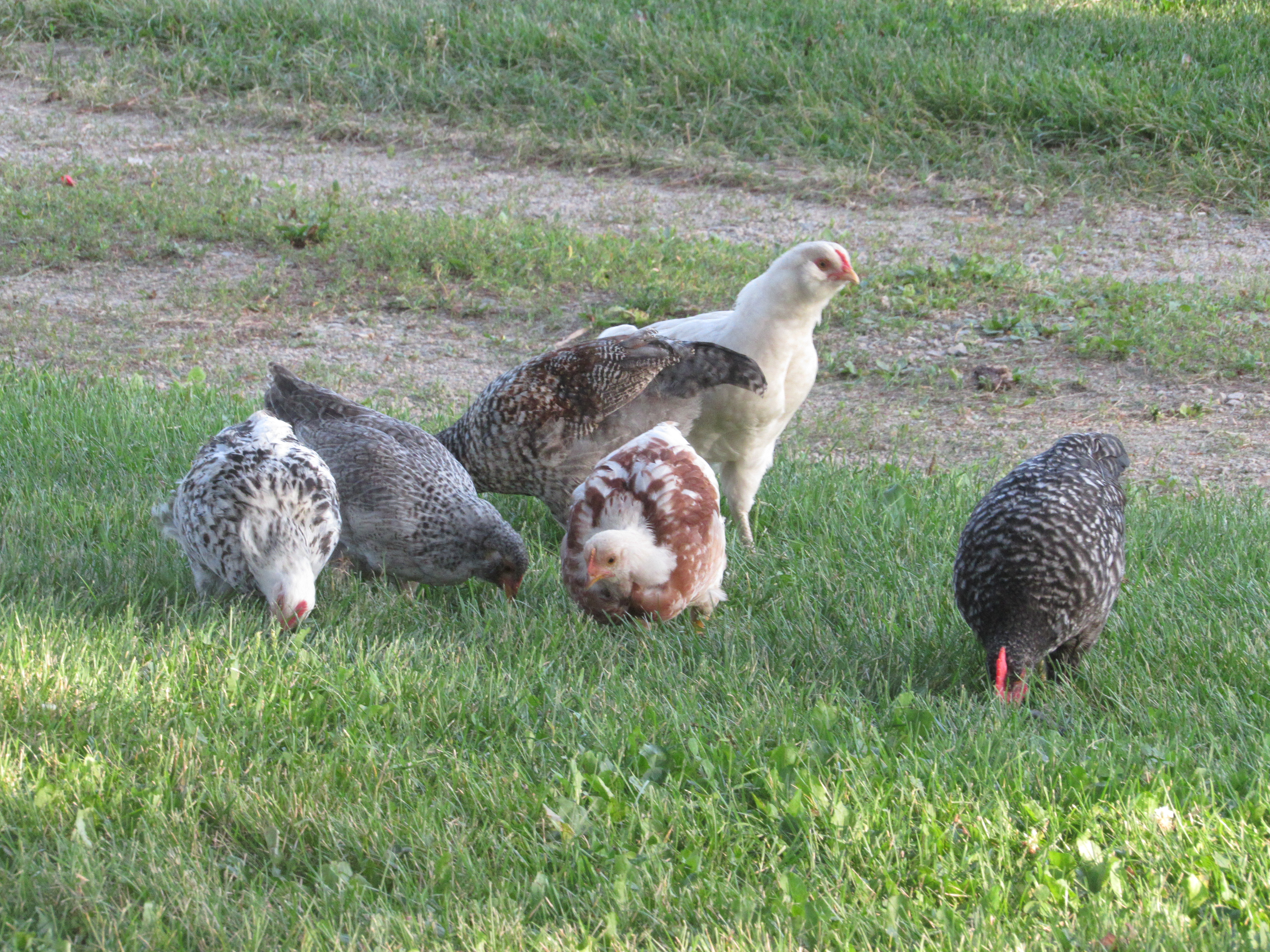 Growing flock | Susan Manzke