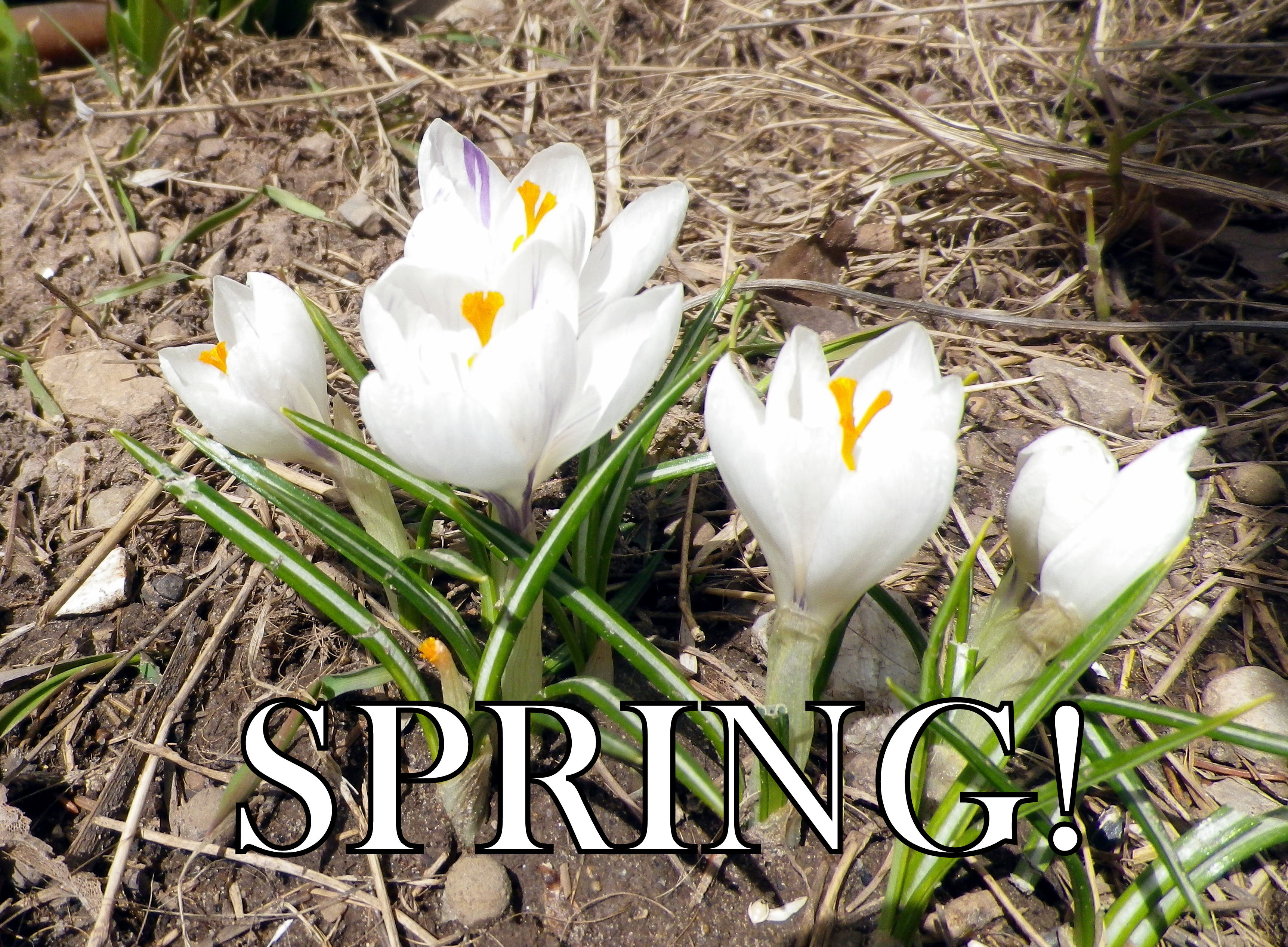 Happy Spring! | Susan Manzke