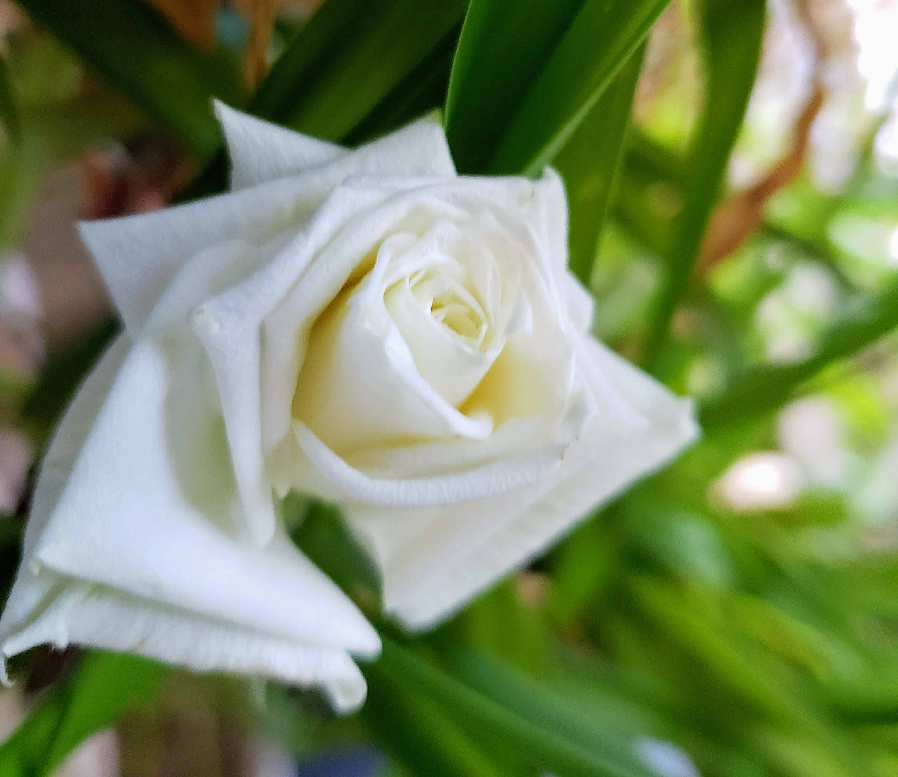 Spring Greening | Susan Manzke